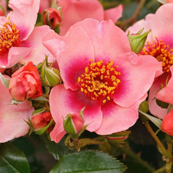 ORIENTA® SHILA  ORIENTA® SHILA